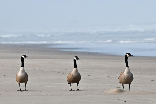 645 N Pacific St Townhouse Unit B image 15