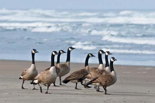 645 N Pacific St Townhouse Unit B image 6